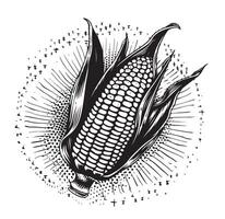 Drawing corn plant, cob, grains, detailed liner drawing, sketch, packaging design element, labels, menu, isolated object of a botanical illustration of corn vector