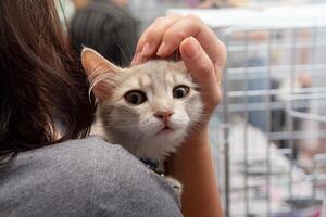 Young kitten stares at camera while being held by woman atpet adoption event photo