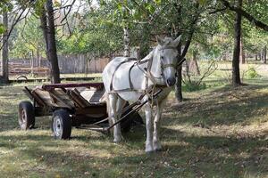 White horse and cart in summer on a farm photo