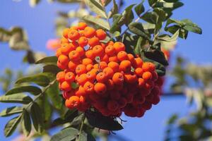 A branch of a Rowan Tree, the leaves and the berries growing in woodland photo
