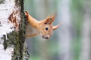 A cute Red Squirrel, Sciurus vulgaris peeks out from behind a tree trunk photo