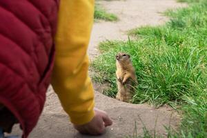 Boy hand feeding gopher photo