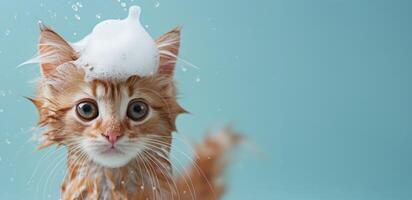 kitten takes a bath with foam and soap bubbles. Pet care, grooming salon for animals, pet shop. Advertising banner with a cat on blue background photo