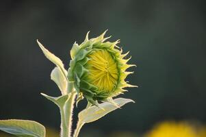 Close-up of vibrant sunflower bud in a blooming sunflower field on a sunny day photo