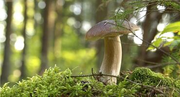 Wild Boletus edulis mushroom in a sunlit forest with lush greenery, displaying nature's beauty photo