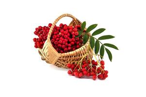 Basket of fresh red rowan berries with green leaves isolated on white background photo