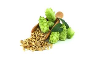 Close-up of a wooden scoop filled with barley beside fresh green hops photo