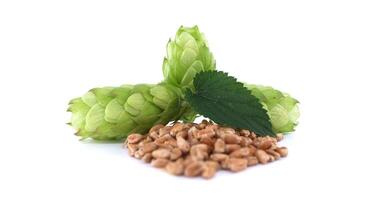Green hops and wheat grains on white background representing essential ingredients for beer brewing photo