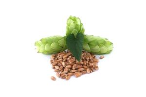 Fresh green hops cones with a leaf and wheat grains isolated on white background photo