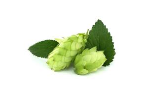 Fresh green hops cones and leaves isolated on white background photo