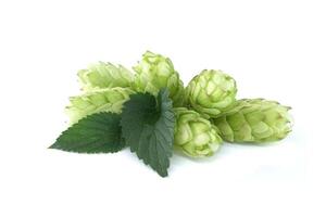 Green hops cones with fresh leaves isolated on white background photo