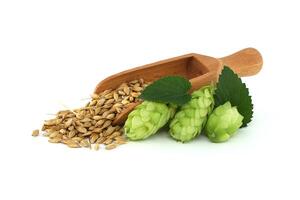 Wooden scoop of barley next to fresh green hops on a white background photo