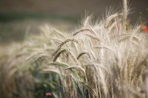Close-up of golden wheat field with blurred background under sunlight photo