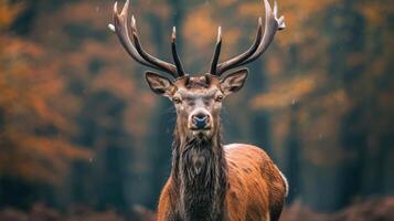 A deer with a set of large antlers, standing in autumn foliage and looking into the camera. photo
