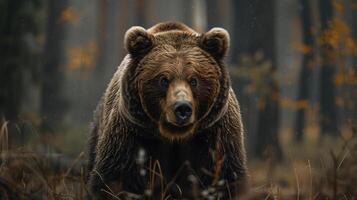 A close up image of a bear standing in a forest with autumn foliage, photo