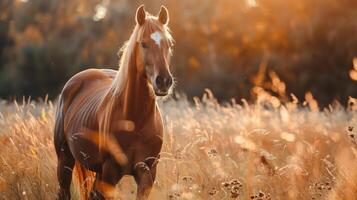 A horse walking through a field of golden grass with the setting sun providing warm light. photo