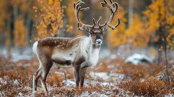 A majestic reindeer with large antlers standing in a field of autumn leaves. photo