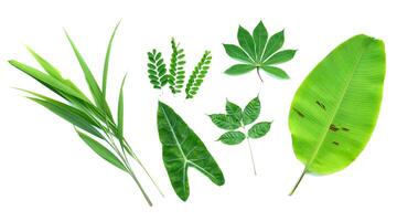 Collection of Various Green Leaves Isolated on White Background for Botanical and Nature Projects photo