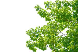 Lush Green Tree Branches Against a Clear White Sky Background in a Sunny Day photo