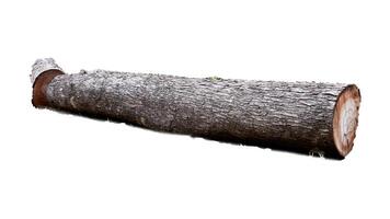 Large Cut Tree Trunk Isolated on White Background for Natural and Rustic Design Elements photo