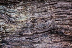 Close-Up of Weathered Tree Bark with Intricate Textures and Natural Patterns photo