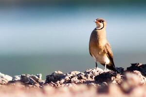 Close-Up of a Beautiful Bird Standing on Rocky Terrain with Blurred Background photo
