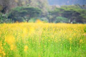 Vibrant Yellow Wildflowers in Bloom with Lush Greenery and Trees in the Background on a Sunny Day photo