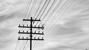 Birds Perched on Telephone Pole Against Cloudy Sky in Black and White photo
