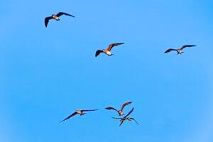 Flock of Birds Soaring in Clear Blue Sky Captured in Mid-Flight on a Sunny Day photo