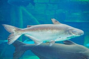 Underwater View of Large Fish Swimming in Aquarium with Blue Water and Natural Habitat Background photo