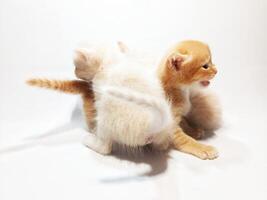 two kittens playing together on a white background photo