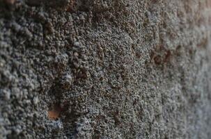 a close up of a wall with some dirt on it photo