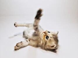 a kitten is rolling on its back on a white surface photo
