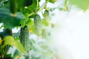 Green fresh cucumbers grow in the garden. Growing organic vegetables in the garden. Place for text. photo