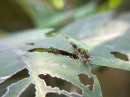 Weaver ants on leaves work together to make a nest by sewing together the leaves photo
