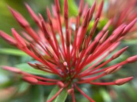 Red Ixora Jacaniva flower blooming macro close up background photo