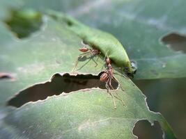 Weaver ants on leaves work together to make a nest by sewing together the leaves photo