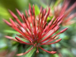 Red Ixora Jacaniva flower blooming macro close up background photo