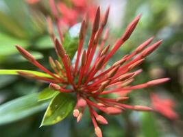 Red Ixora Jacaniva flower blooming macro close up background photo