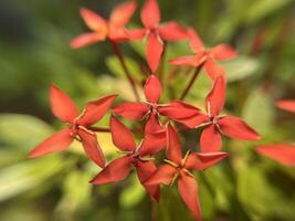 Red Ixora Jacaniva flower blooming macro close up background photo