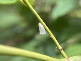 White Flatid Planthopper Small White Insect photo