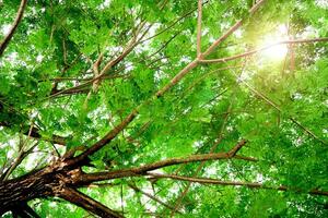 Sunlight Filtering Through Lush Green Tree Canopy in a Serene Forest Setting photo