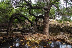 Dense Mangrove Forest with Twisted Roots and Reflections in Water, Showcasing Unique Coastal Ecosystem photo