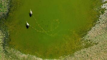 Top view of herons walking on green pond on sunny day in spring. video