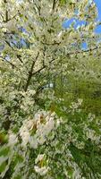 Smooth FPV Flight through blooming trees with white flowers in spring video