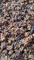 Close-up of civet droppings used in unique process of making Kopi Luwak coffee video