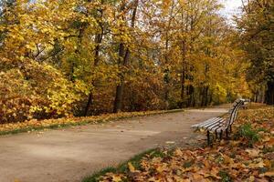 A peaceful park pathway lined with autumn leaves in Stromovka park Prague photo