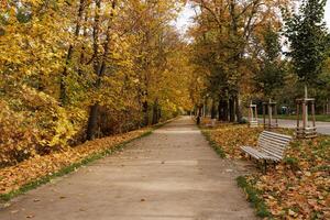 Walkway covered in autumn leaves under trees in Stromovka park Prague photo
