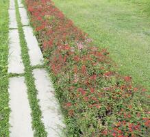 Concrete walkway in a garden with flowers photo