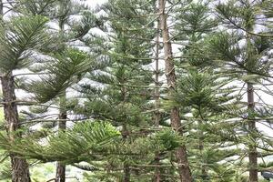 Many branches of pine tree leaves photo